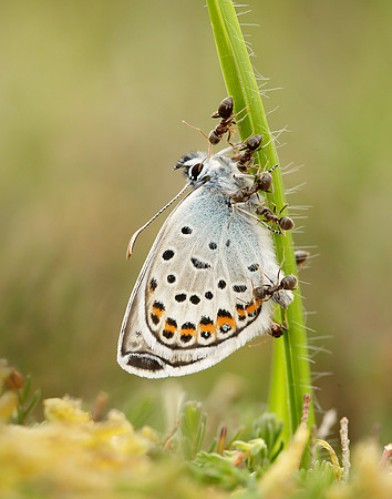 Silver-studded Blue Plebejus argus