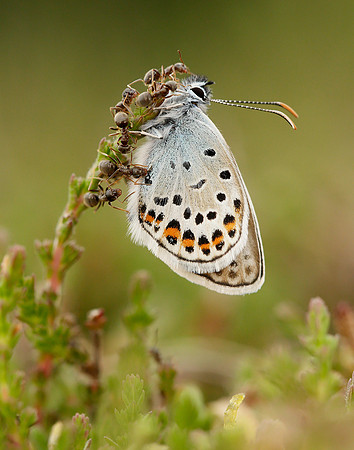 Silver-studded Blue Plebejus argus
