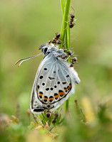 Silver-studded Blue Plebejus argus