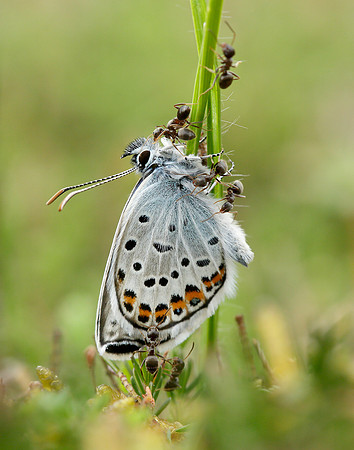 Silver-studded Blue Plebejus argus
