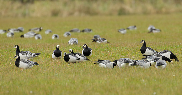 Barnacle Goose Branta leucopsis