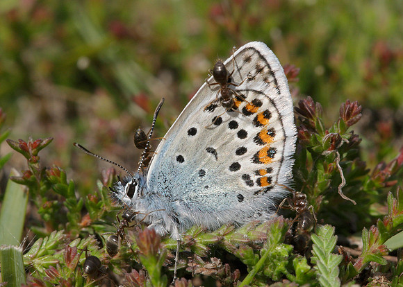 Silver-studded Blue Plebejus argus