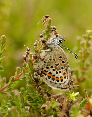 Silver-studded Blue Plebejus argus