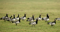Barnacle Goose Branta leucopsis