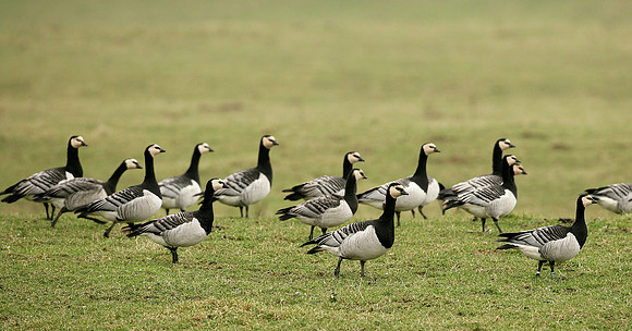 Barnacle Goose Branta leucopsis