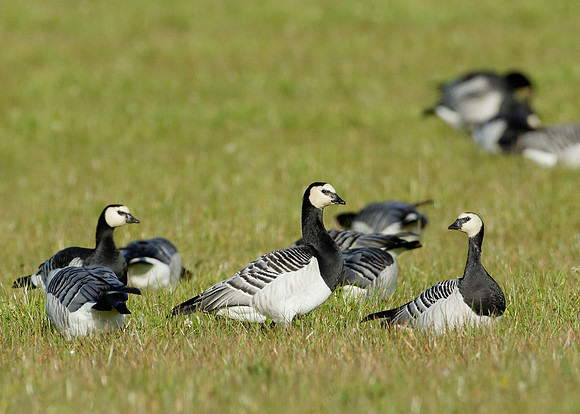 Barnacle Goose Branta leucopsis