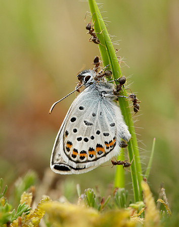 Silver-studded Blue Plebejus argus