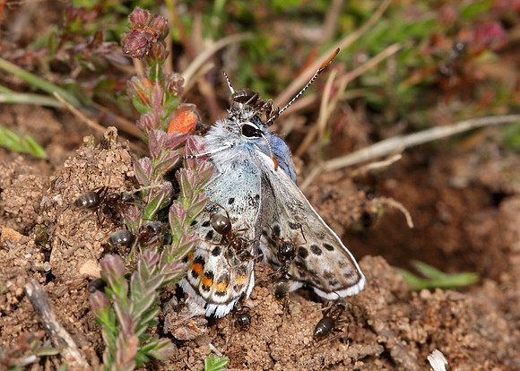Silver-studded Blue Plebejus argus