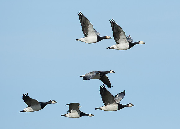 Barnacle Goose Branta leucopsis