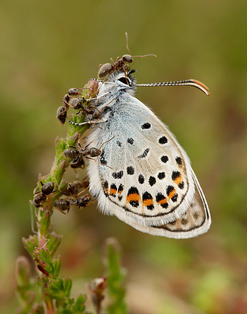 Silver-studded Blue Plebejus argus