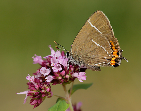 White-letter Hairstreak Satyrium w-album