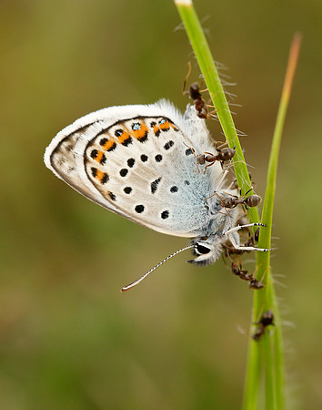 Silver-studded Blue Plebejus argus