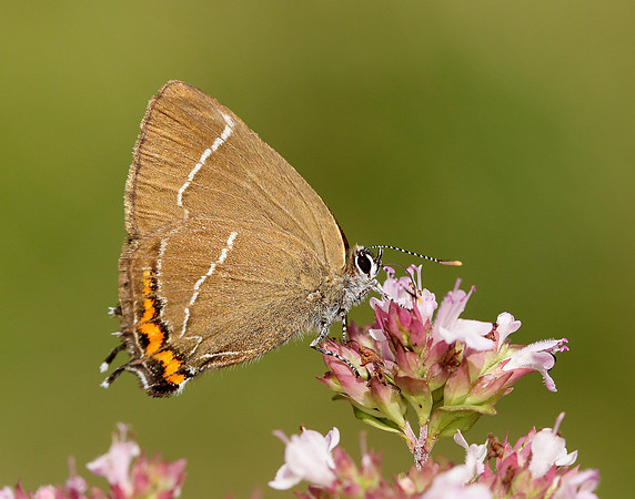 White-letter Hairstreak Satyrium w-album