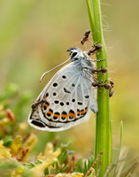 Silver-studded Blue Plebejus argus