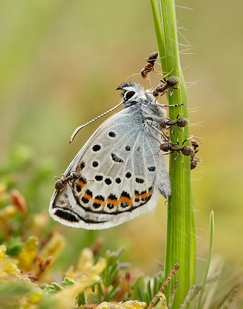 Silver-studded Blue Plebejus argus