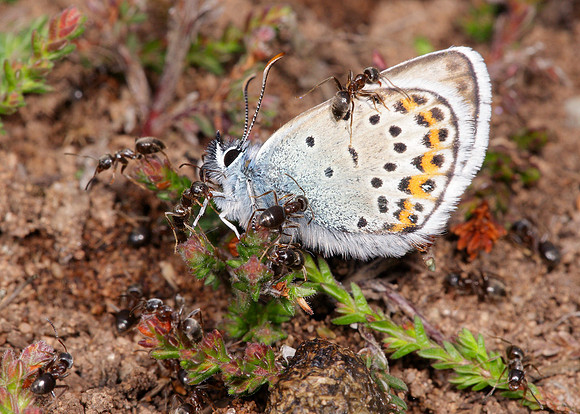 Silver-studded Blue Plebejus argus