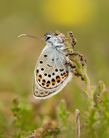 Silver-studded Blue Plebejus argus