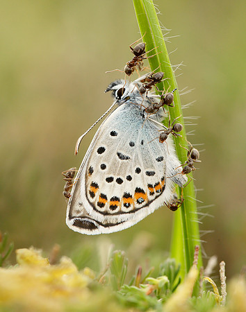 Silver-studded Blue Plebejus argus
