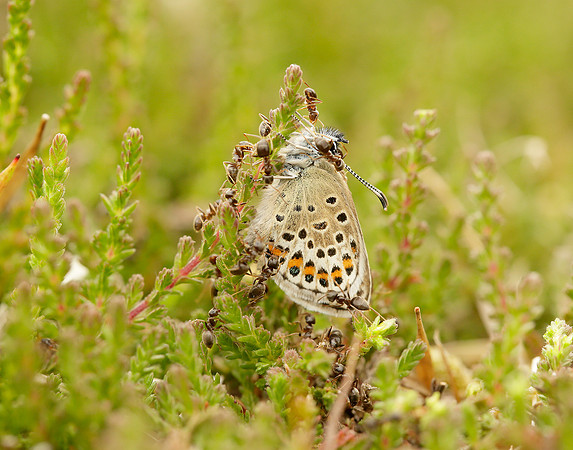 Silver-studded Blue Plebejus argus