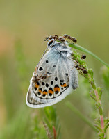 Silver-studded Blue Plebejus argus