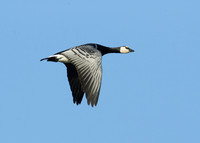 Barnacle Goose Branta leucopsis