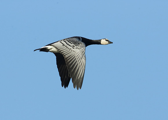 Barnacle Goose Branta leucopsis
