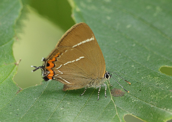 White-letter Hairstreak Satyrium w-album