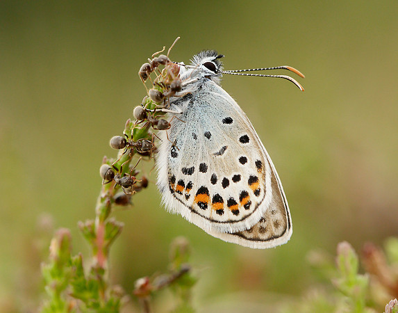Silver-studded Blue Plebejus argus