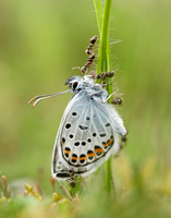 Silver-studded Blue Plebejus argus