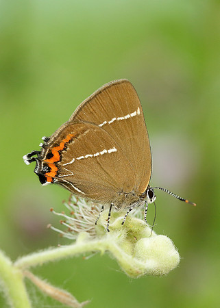 White-letter Hairstreak Satyrium w-album