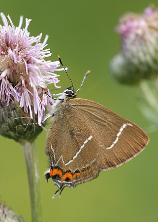 White-letter Hairstreak Satyrium w-album