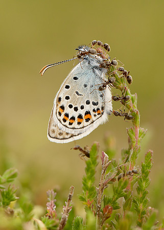 Silver-studded Blue Plebejus argus