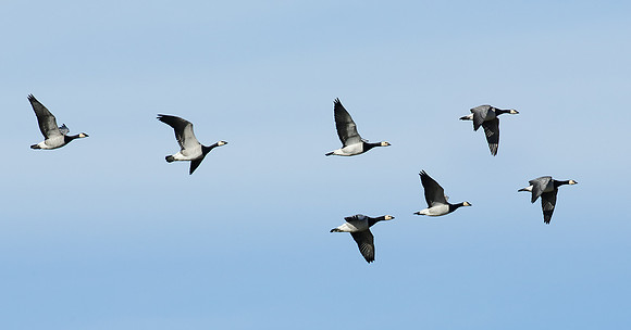 Barnacle Goose Branta leucopsis