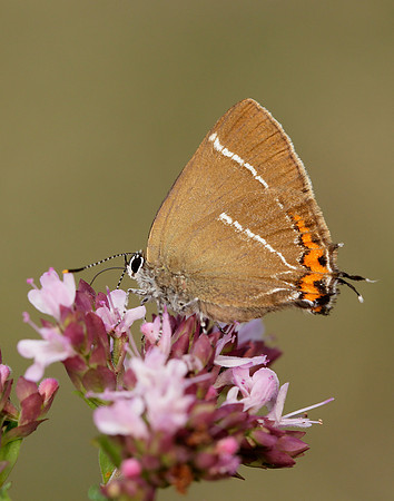 White-letter Hairstreak Satyrium w-album