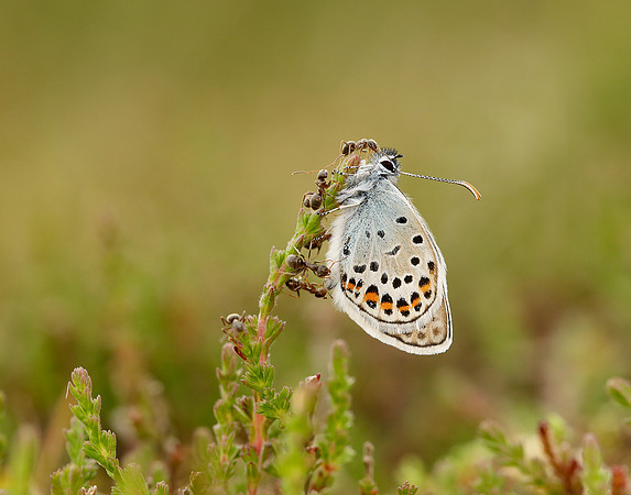 Silver-studded Blue Plebejus argus