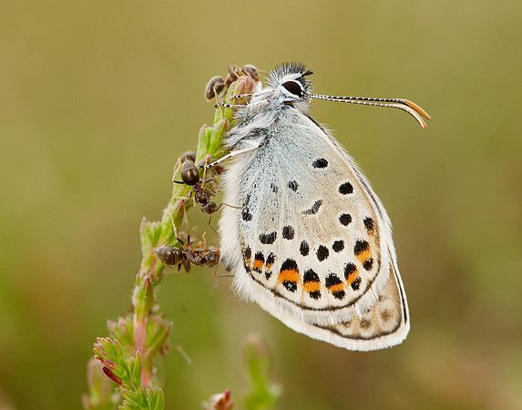 Silver-studded Blue Plebejus argus