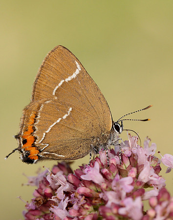 White-letter Hairstreak Satyrium w-album