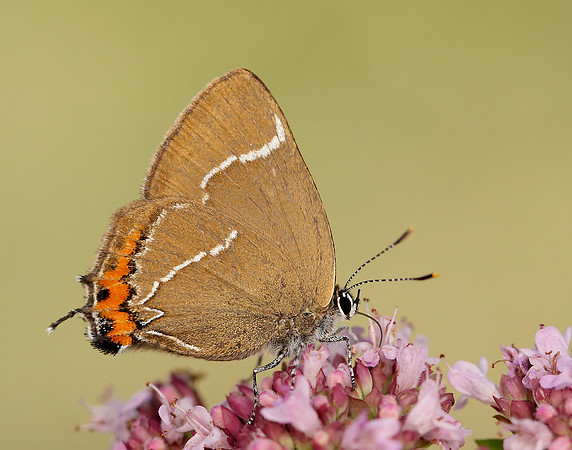White-letter Hairstreak Satyrium w-album
