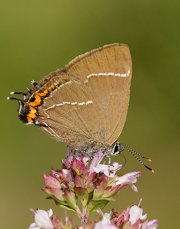 White-letter Hairstreak Satyrium w-album