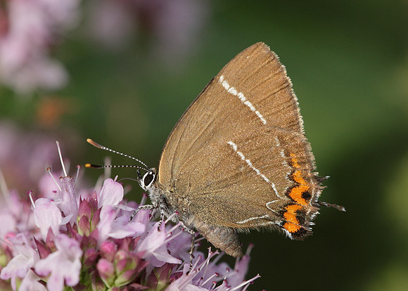 White-letter Hairstreak Satyrium w-album