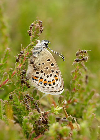 Silver-studded Blue Plebejus argus