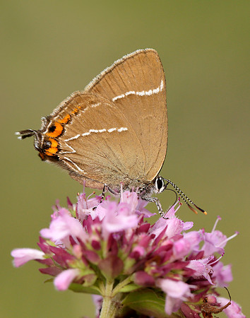 White-letter Hairstreak Satyrium w-album