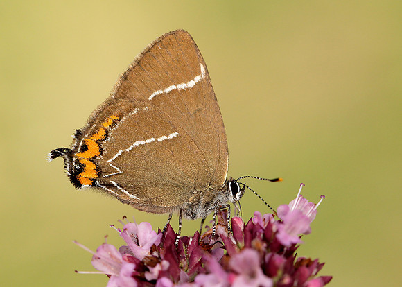 White-letter Hairstreak Satyrium w-album
