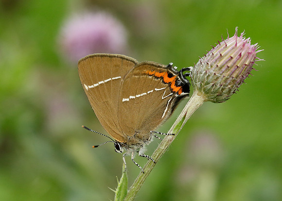 White-letter Hairstreak Satyrium w-album