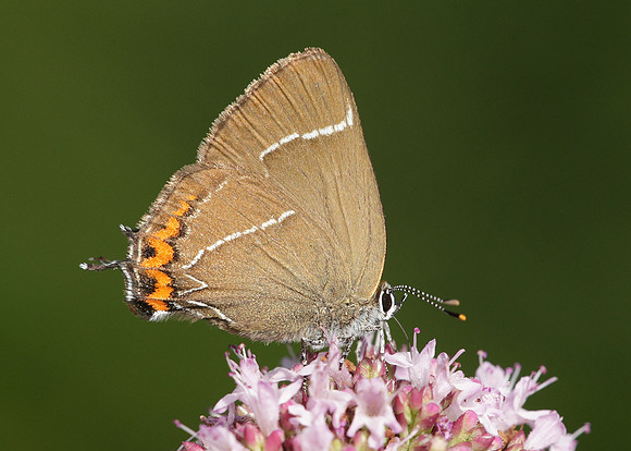 White-letter Hairstreak Satyrium w-album