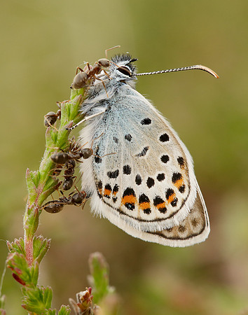 Silver-studded Blue Plebejus argus