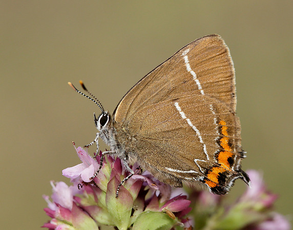 White-letter Hairstreak Satyrium w-album