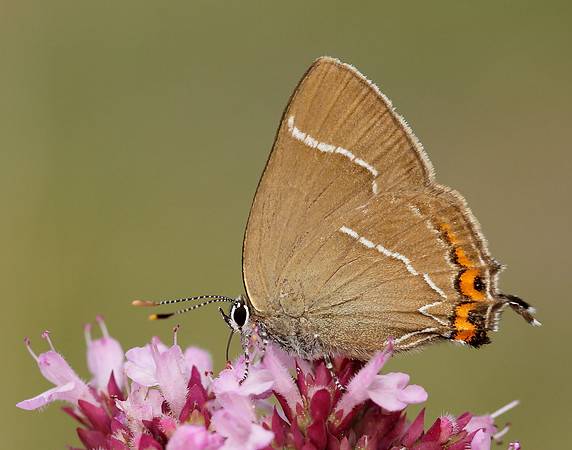White-letter Hairstreak Satyrium w-album
