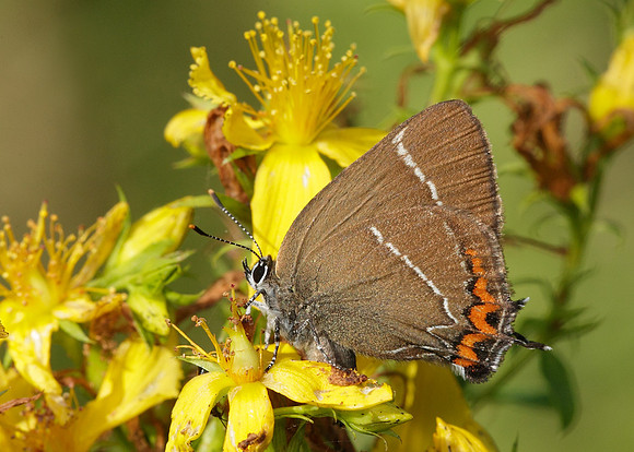 White-letter Hairstreak Satyrium w-album