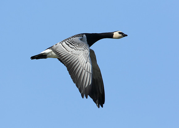 Barnacle Goose Branta leucopsis